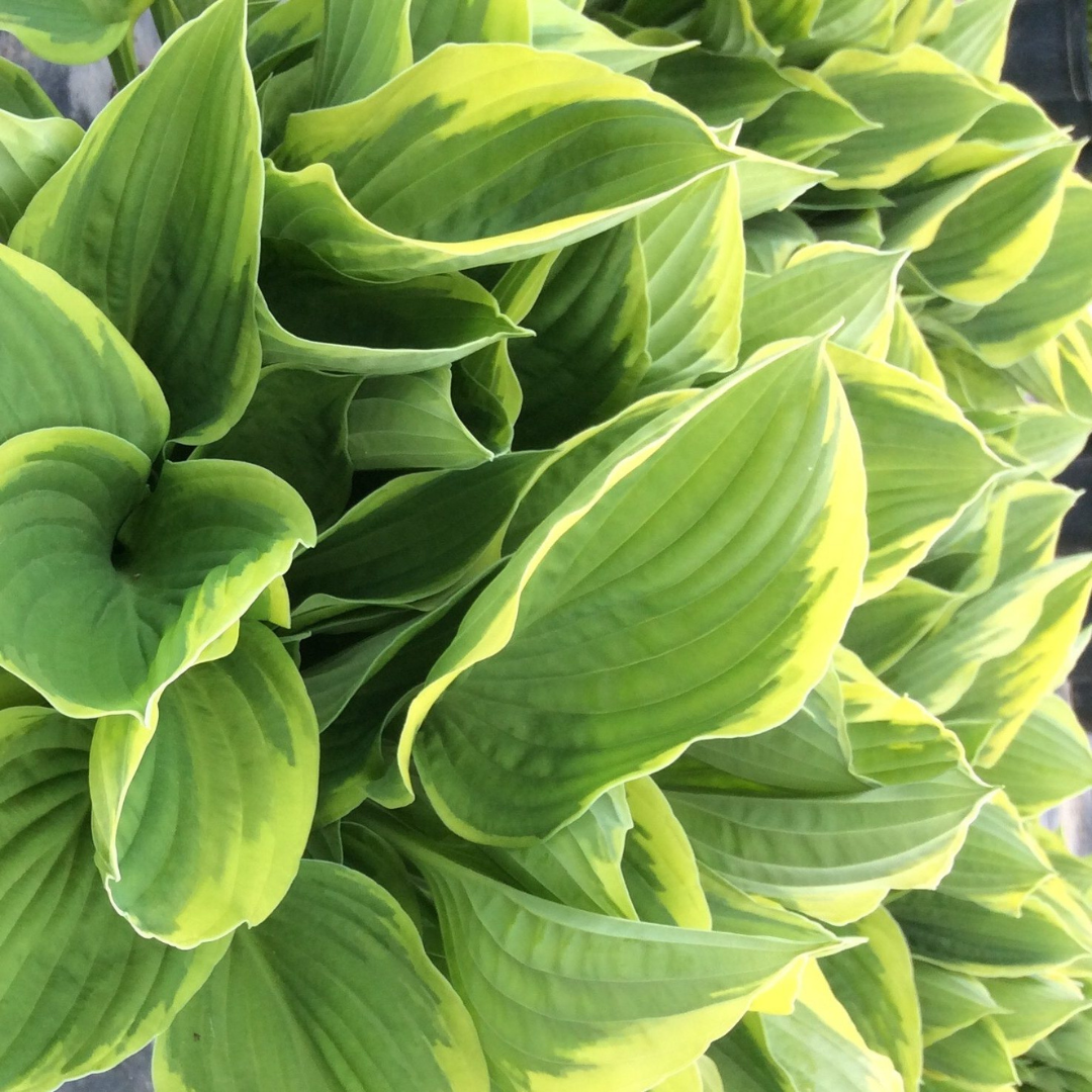 Hosta fortunei 'Aureomarginata'