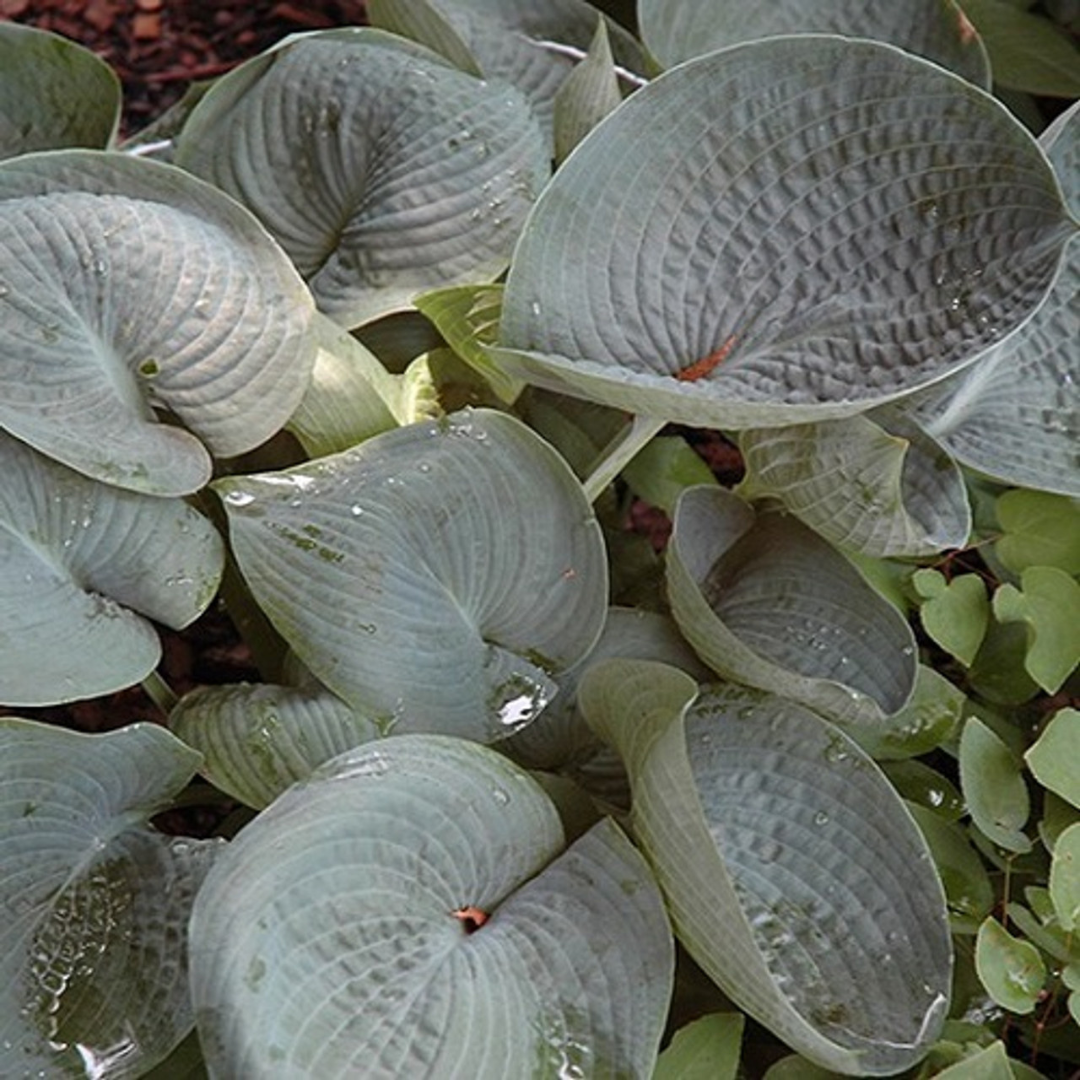 Hosta hybrid 'Abiqua Drinking Gourd'
