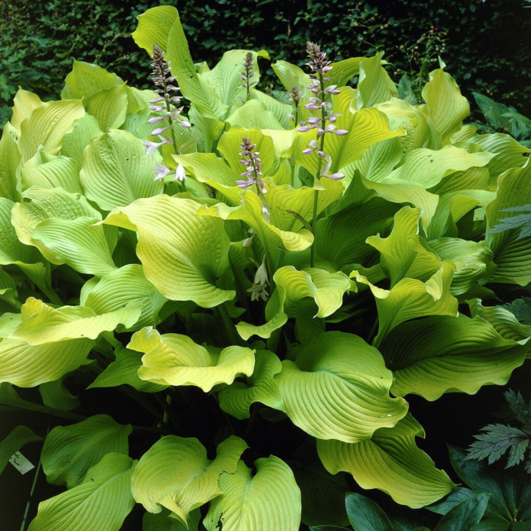 Hosta hybrid 'August Moon'