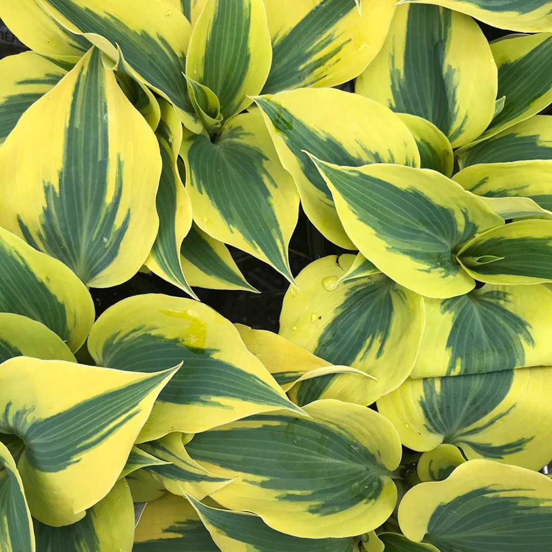 Hosta hybrid 'Autumn Frost'