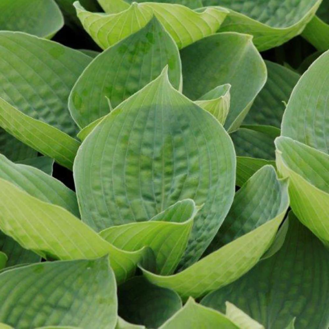 Hosta hybrid 'Big Daddy'