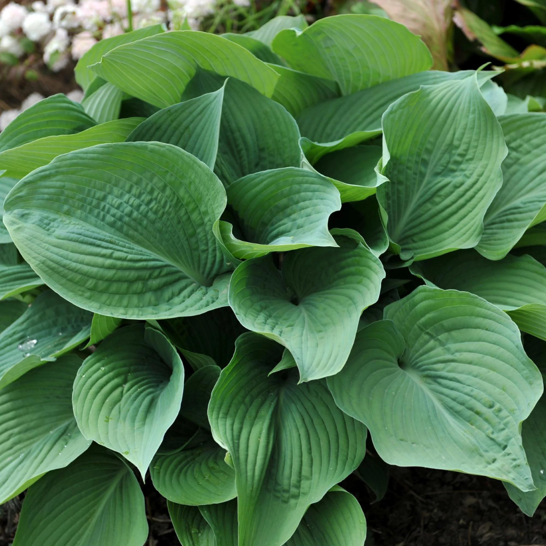 Hosta hybrid 'Blue Angel'