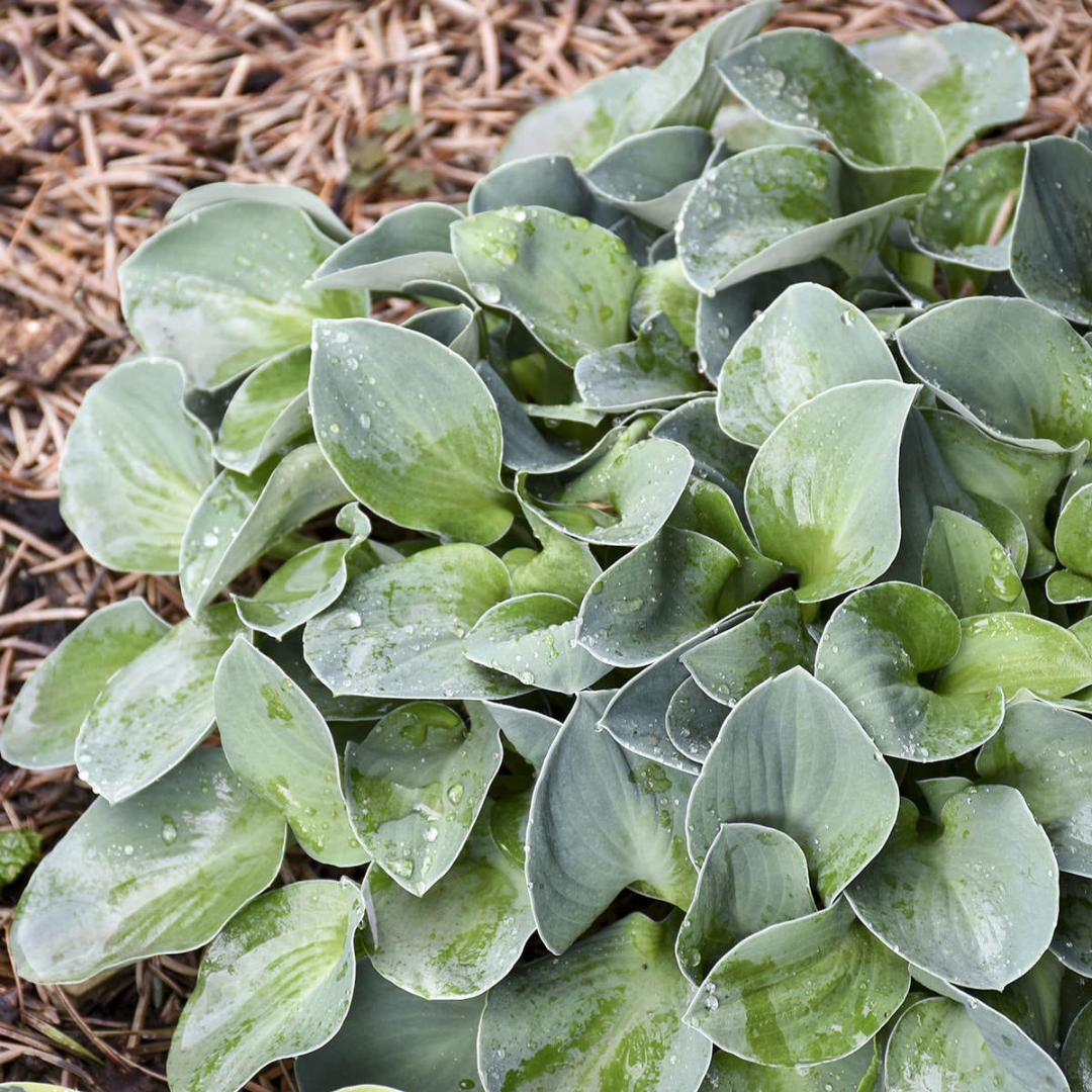 Hosta hybrid 'Blue Mouse Ears'