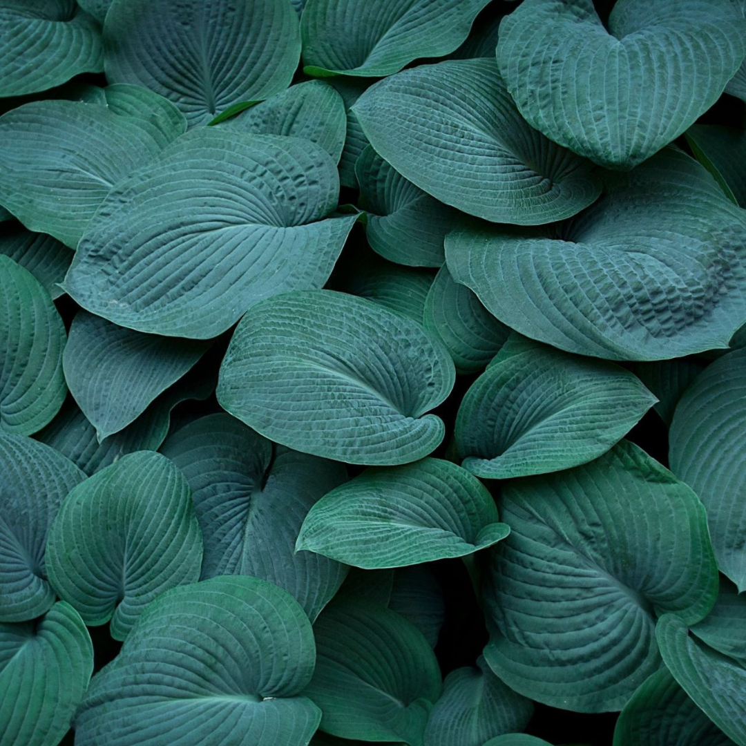 Hosta hybrid 'Bressingham Blue'