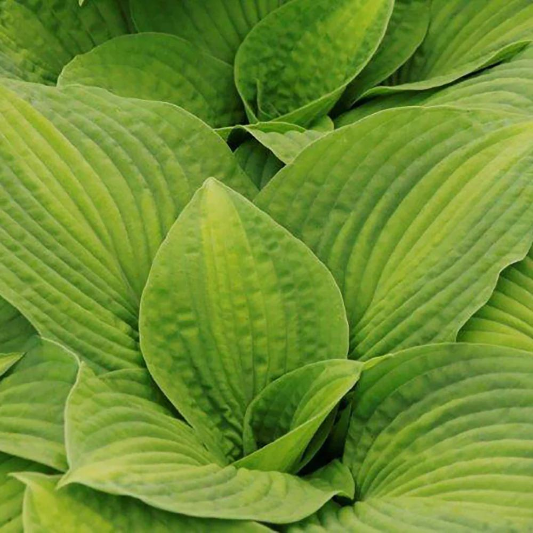 Hosta hybrid 'Brother Stefan'