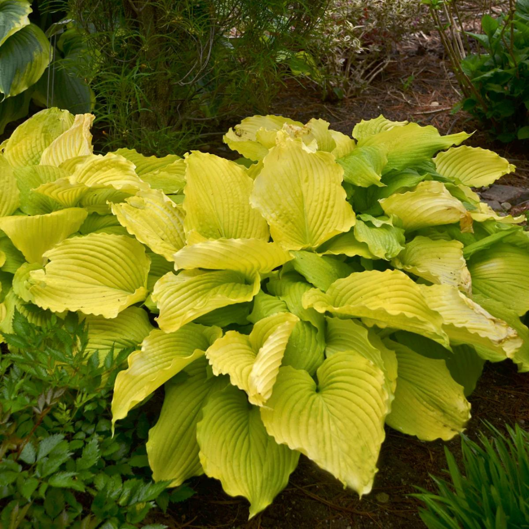 Hosta hybrid 'Coast to Coast'