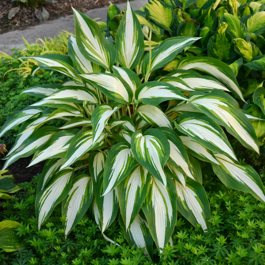 Hosta hybrid 'Cool as a Cucumber'