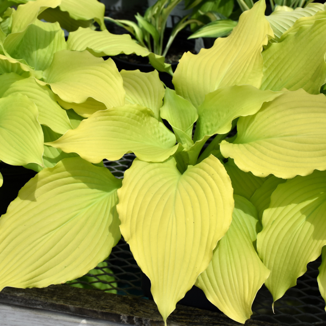 Hosta hybrid 'Dancing Queen'