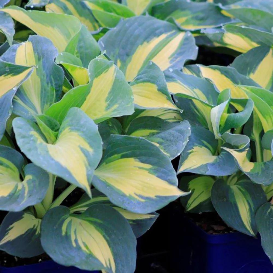 Hosta hybrid 'Dream Weaver'