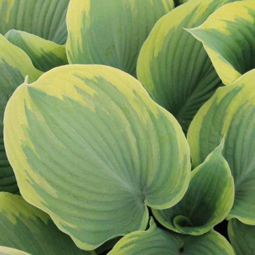 Hosta hybrid 'Earth Angel'