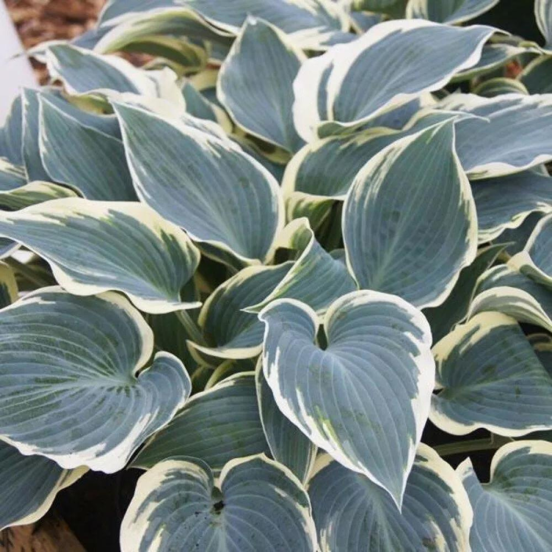 Hosta hybrid 'El Nino'