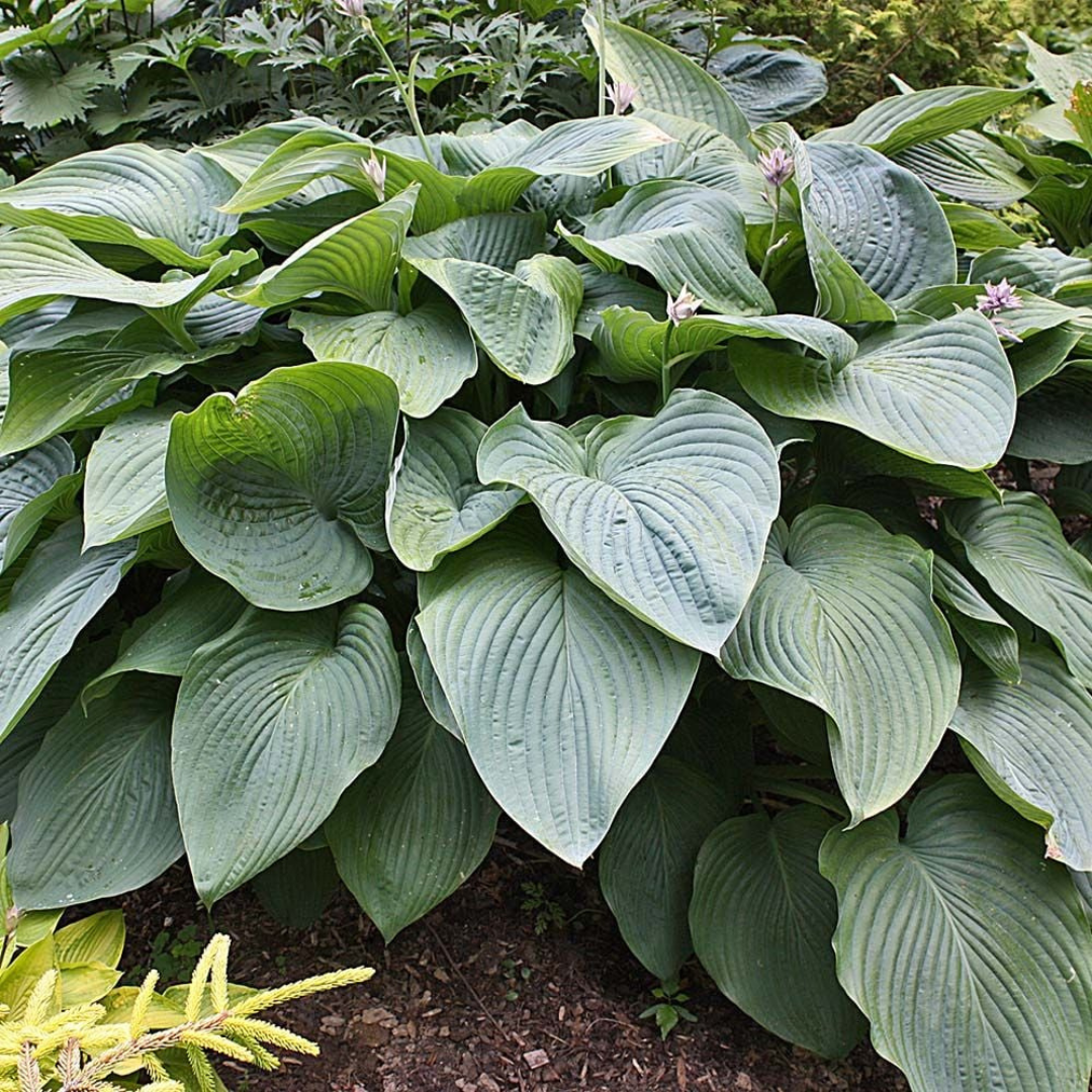 Hosta hybrid 'Empress Wu'