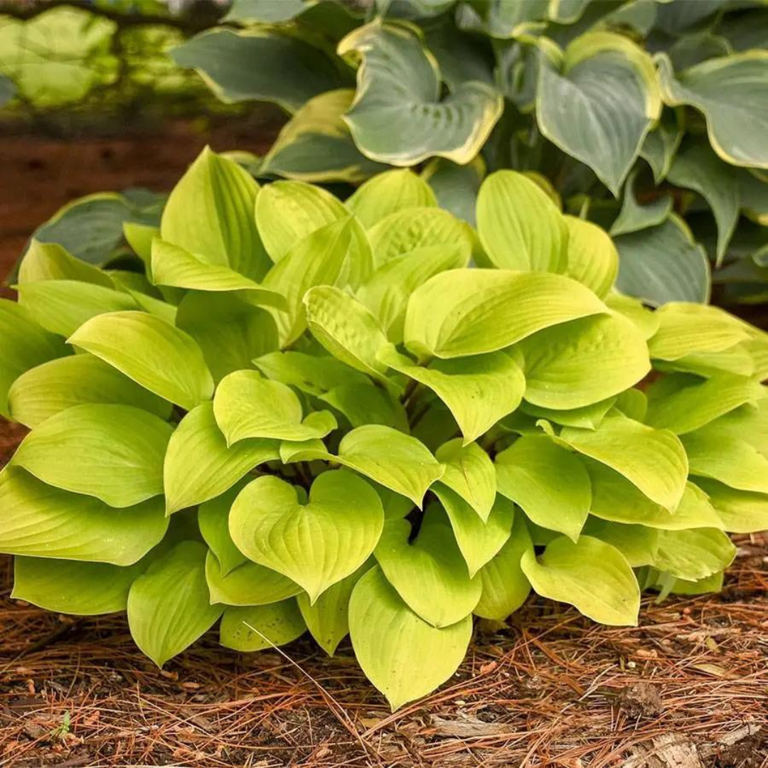 Hosta hybrid 'Fire Island'