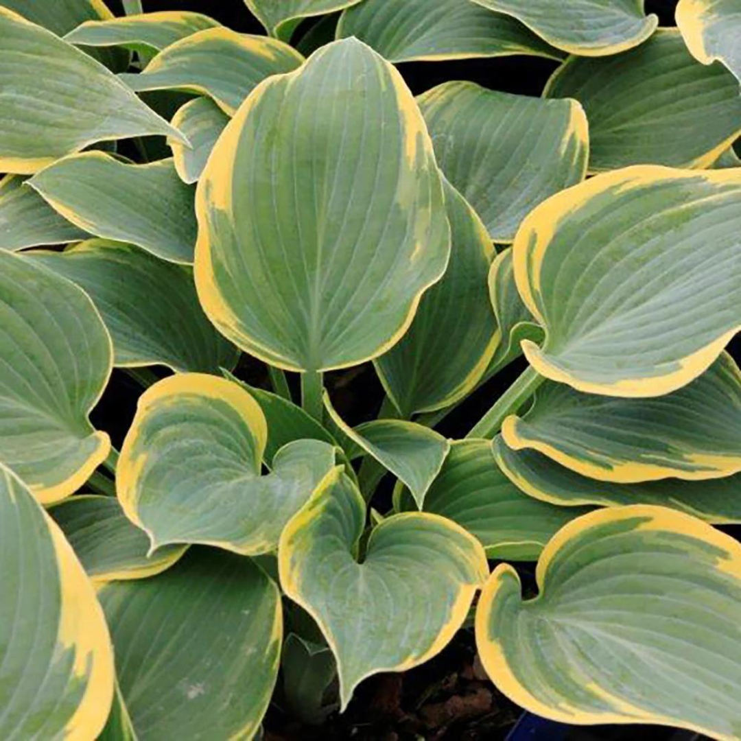 Hosta hybrid 'First Frost'