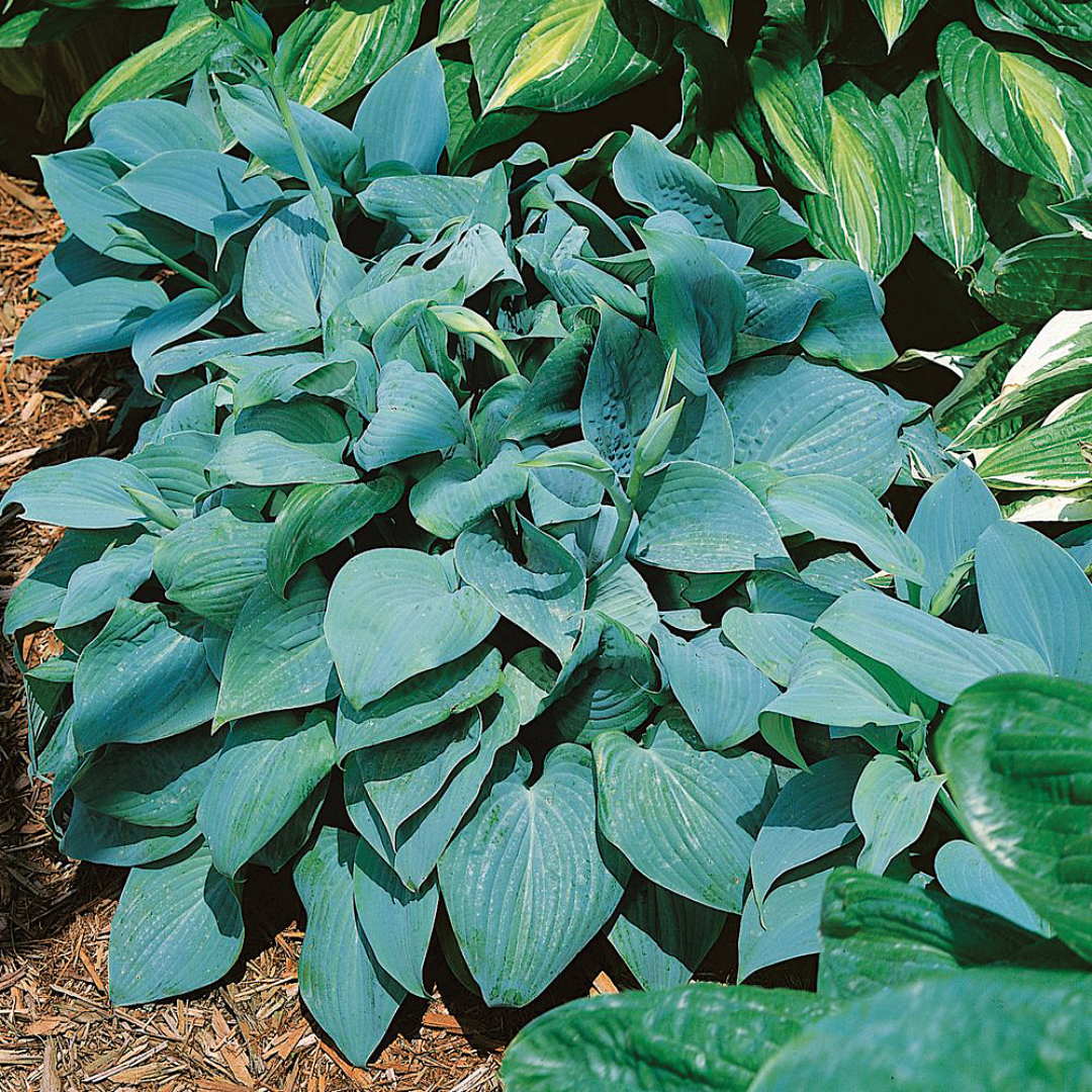 Hosta hybrid 'Fragrant Blue'