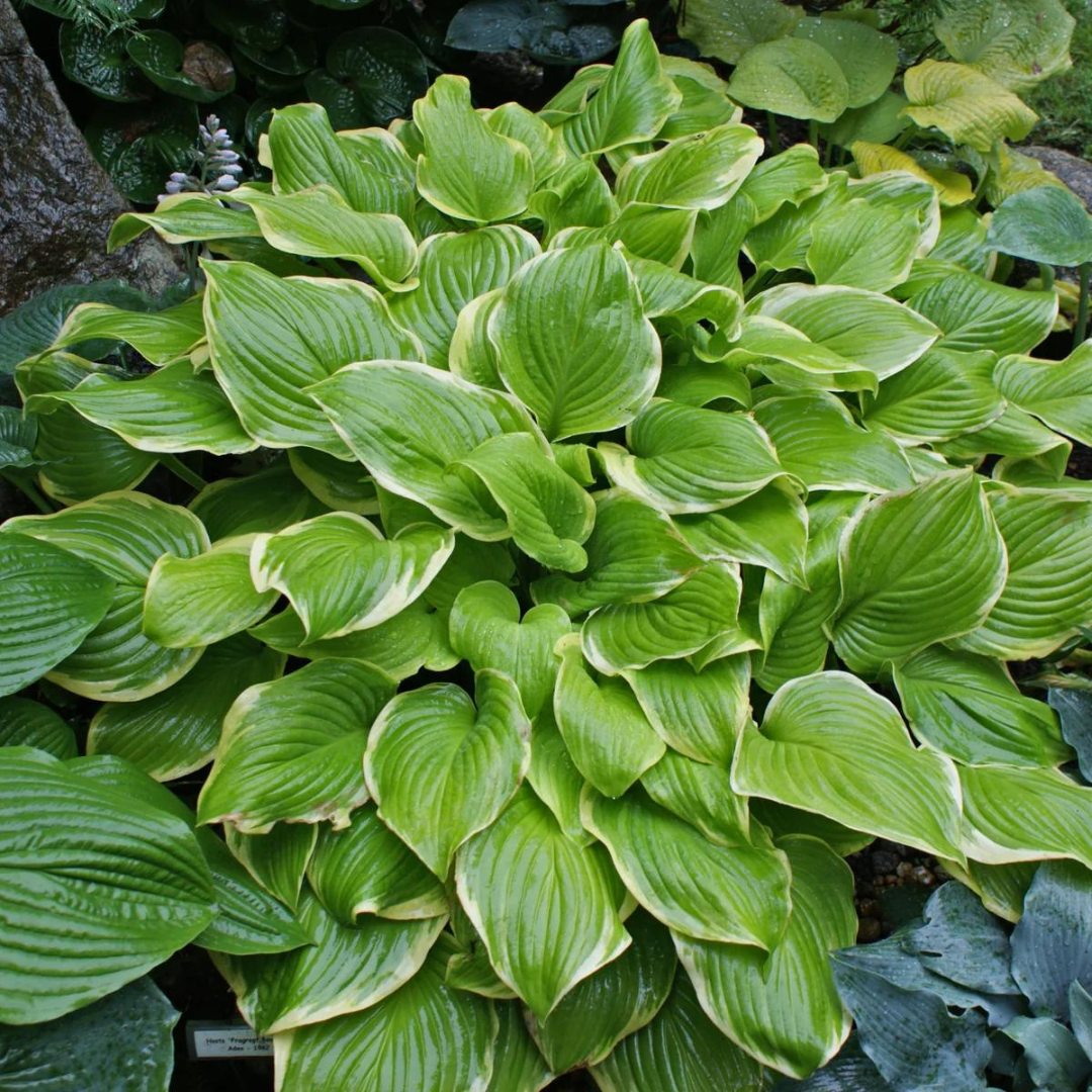 Hosta hybrid 'Fragrant Bouquet'