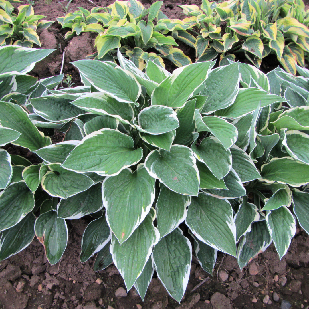 Hosta hybrid 'Francee'