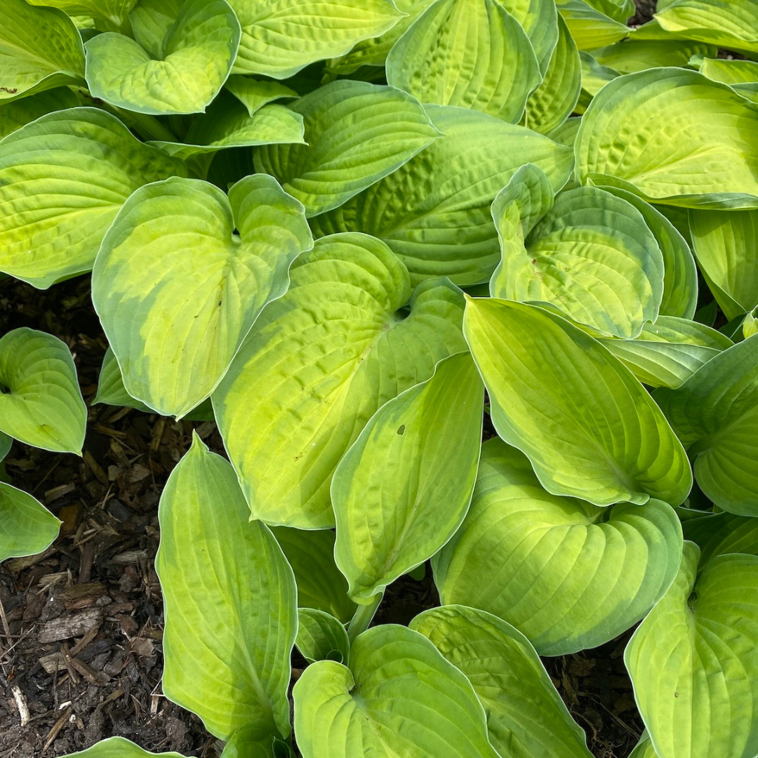 Hosta hybrid 'Gold Standard'