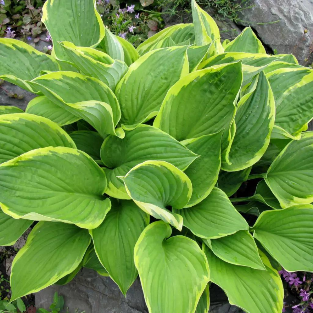 Hosta hybrid 'Golden Tiara'