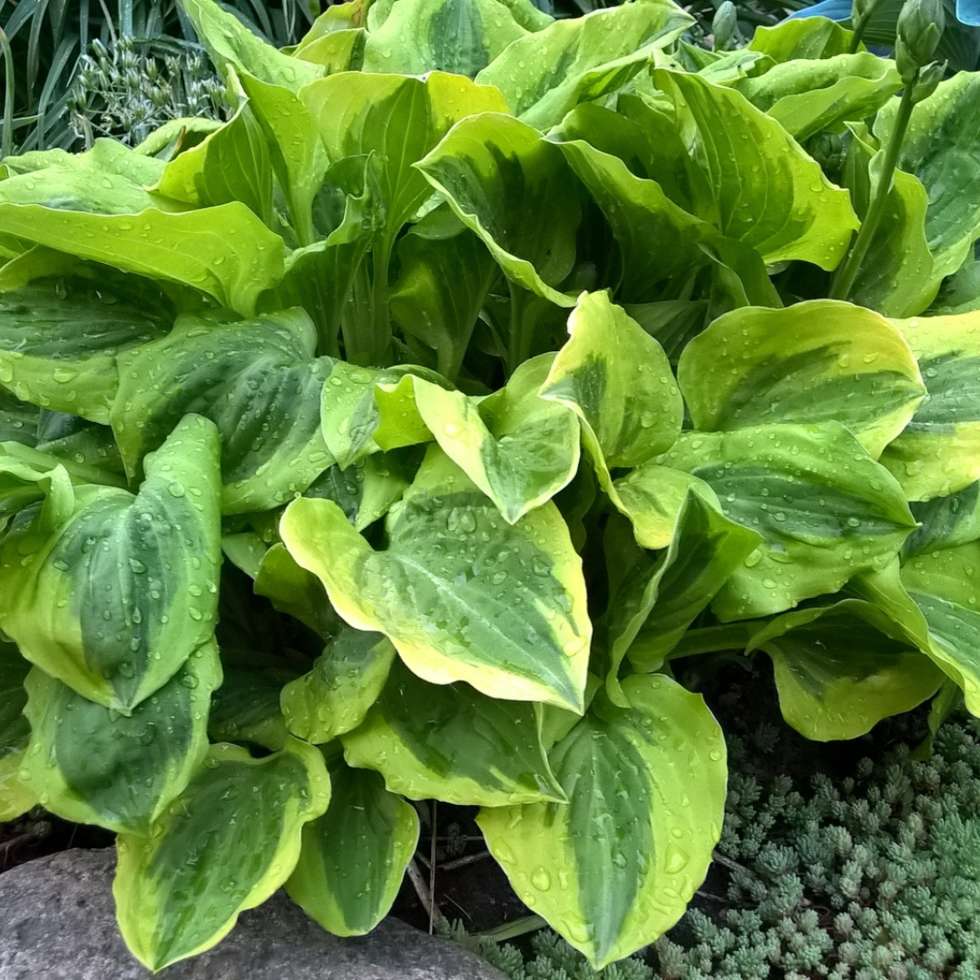 Hosta hybrid 'Grand Tiara'