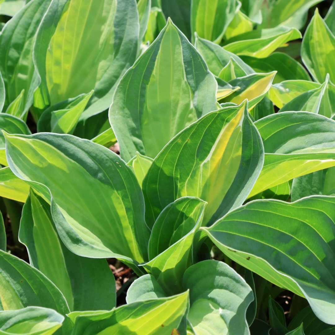 Hosta hybrid 'Gypsy Rose'