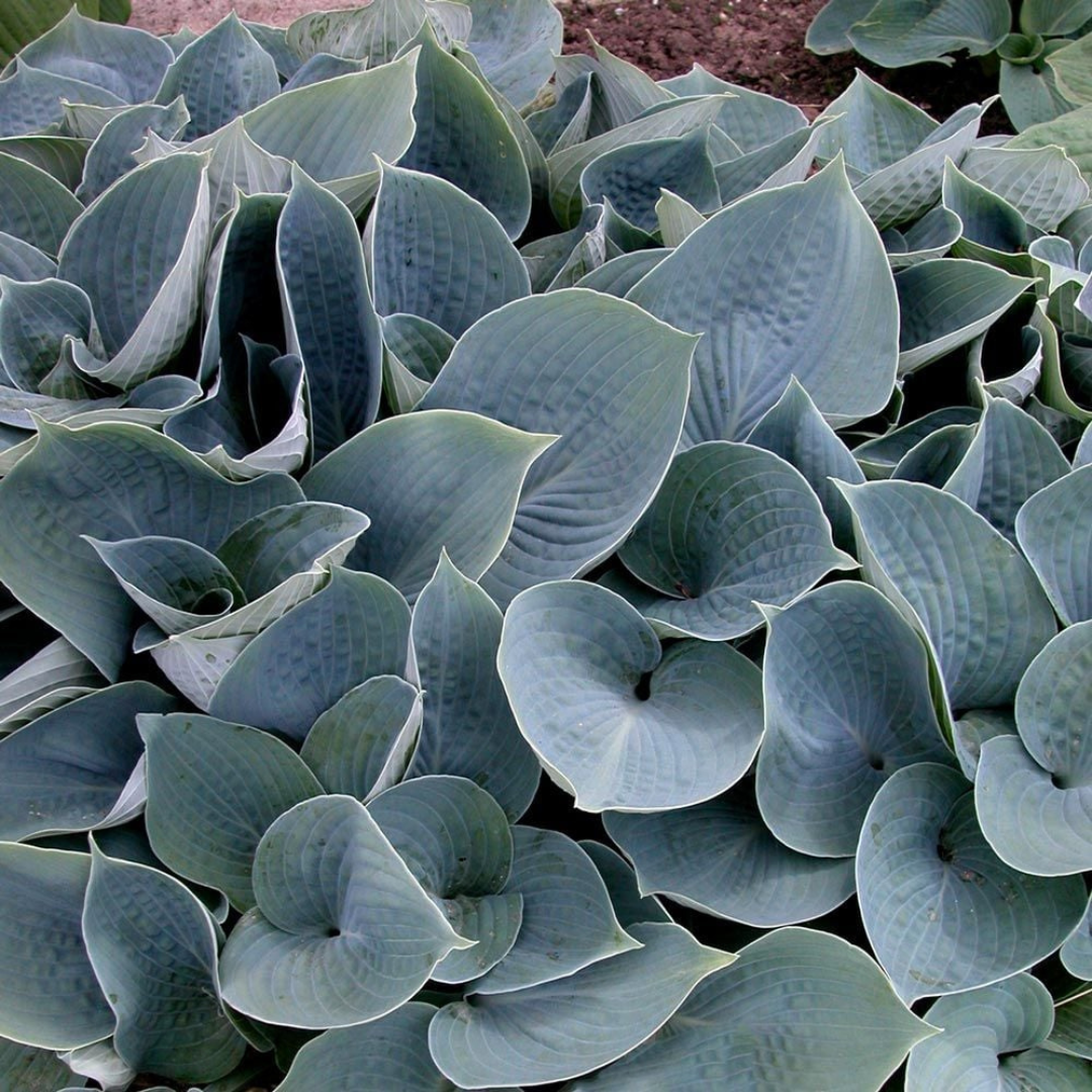 Hosta hybrid 'Hadspen Blue'