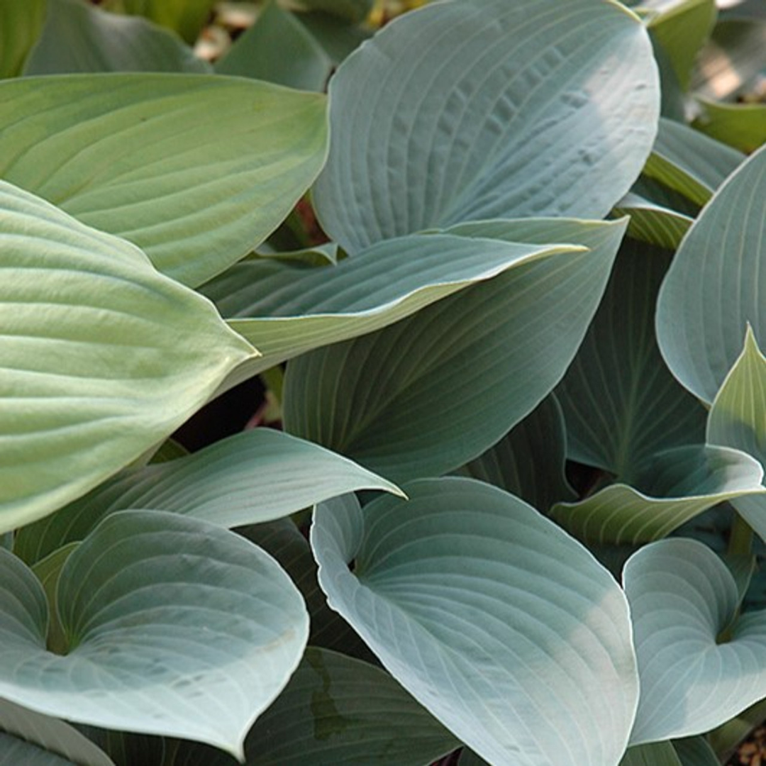 Hosta hybrid 'Halcyon'