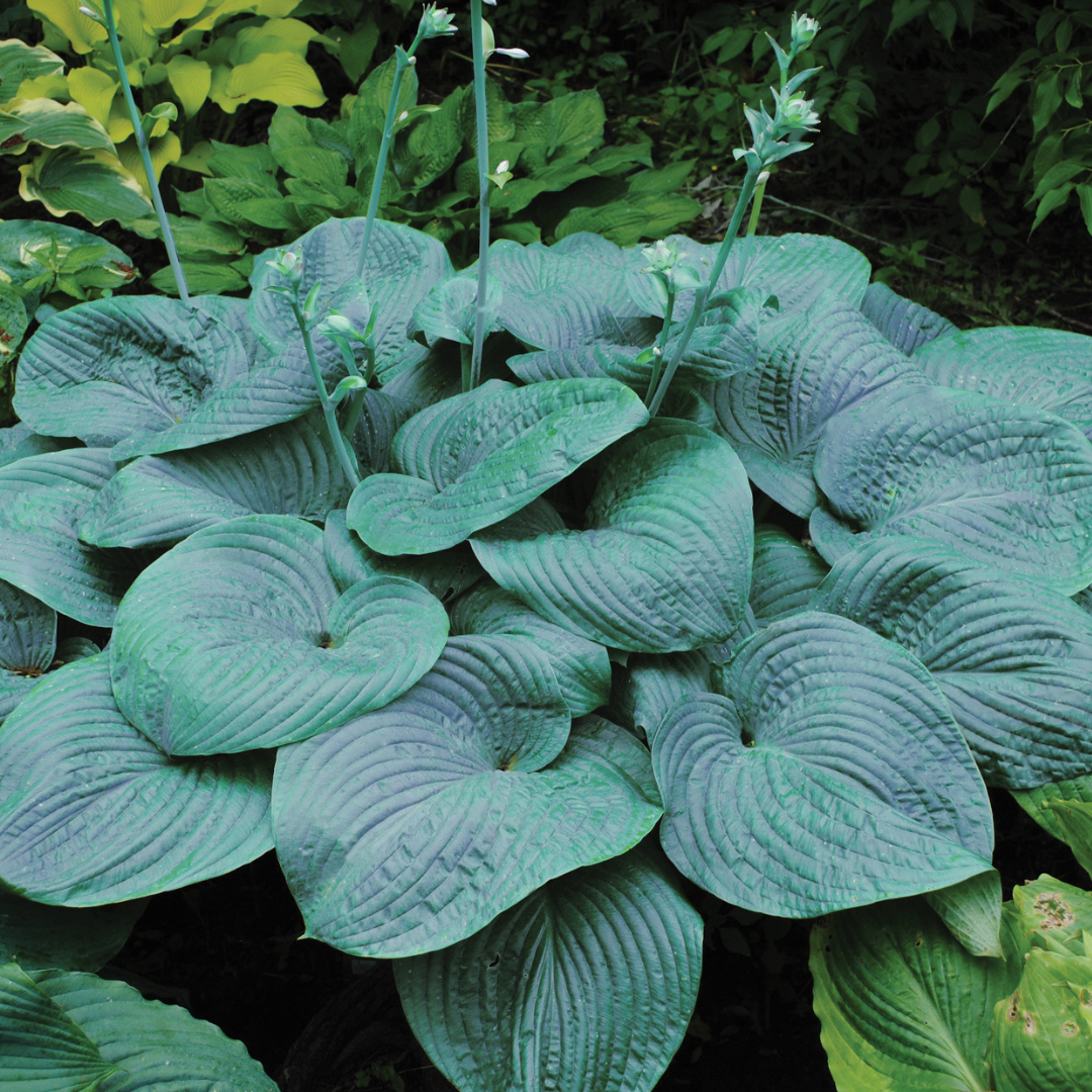 Hosta hybrid 'Humpback Whale'