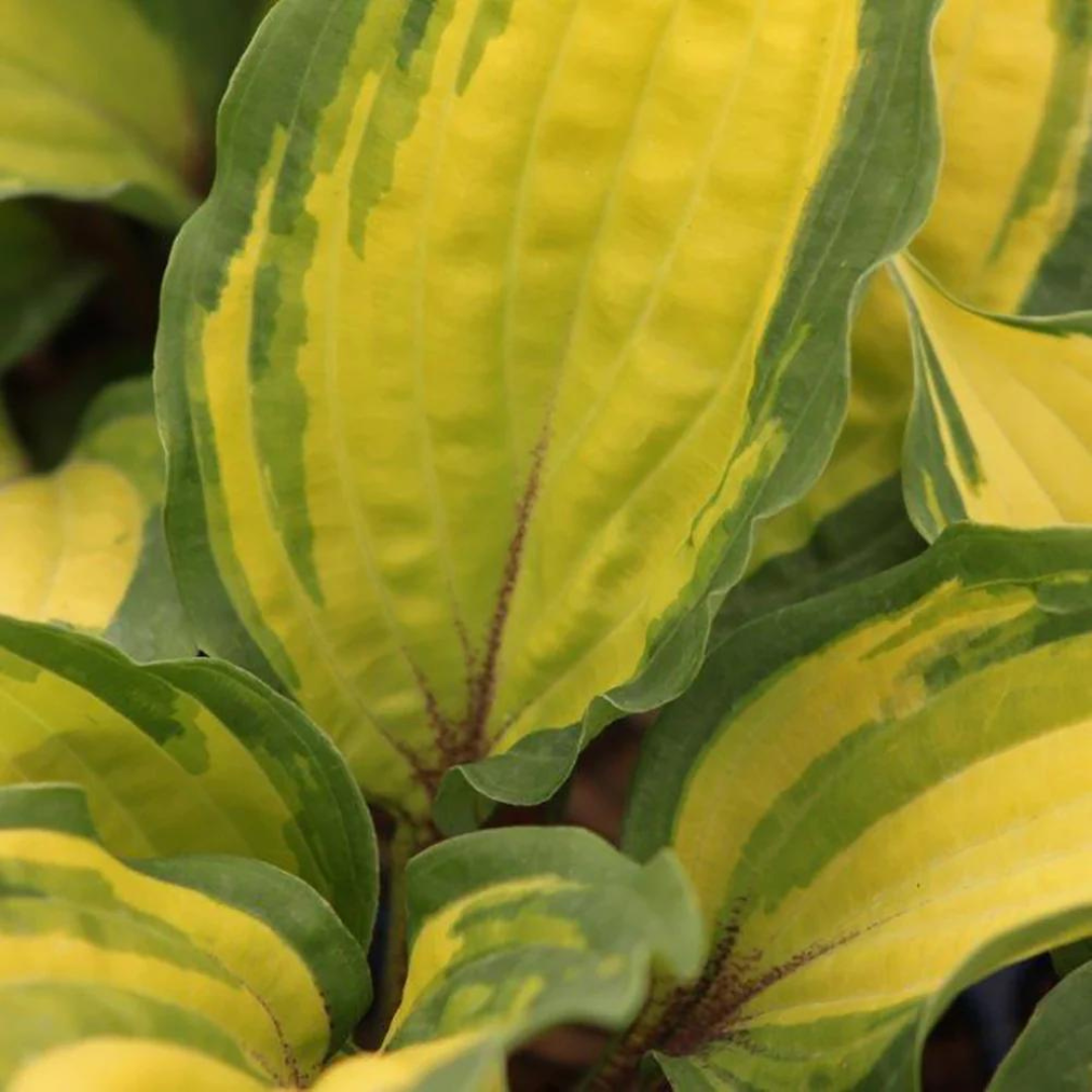 Hosta hybrid 'Island Breeze'