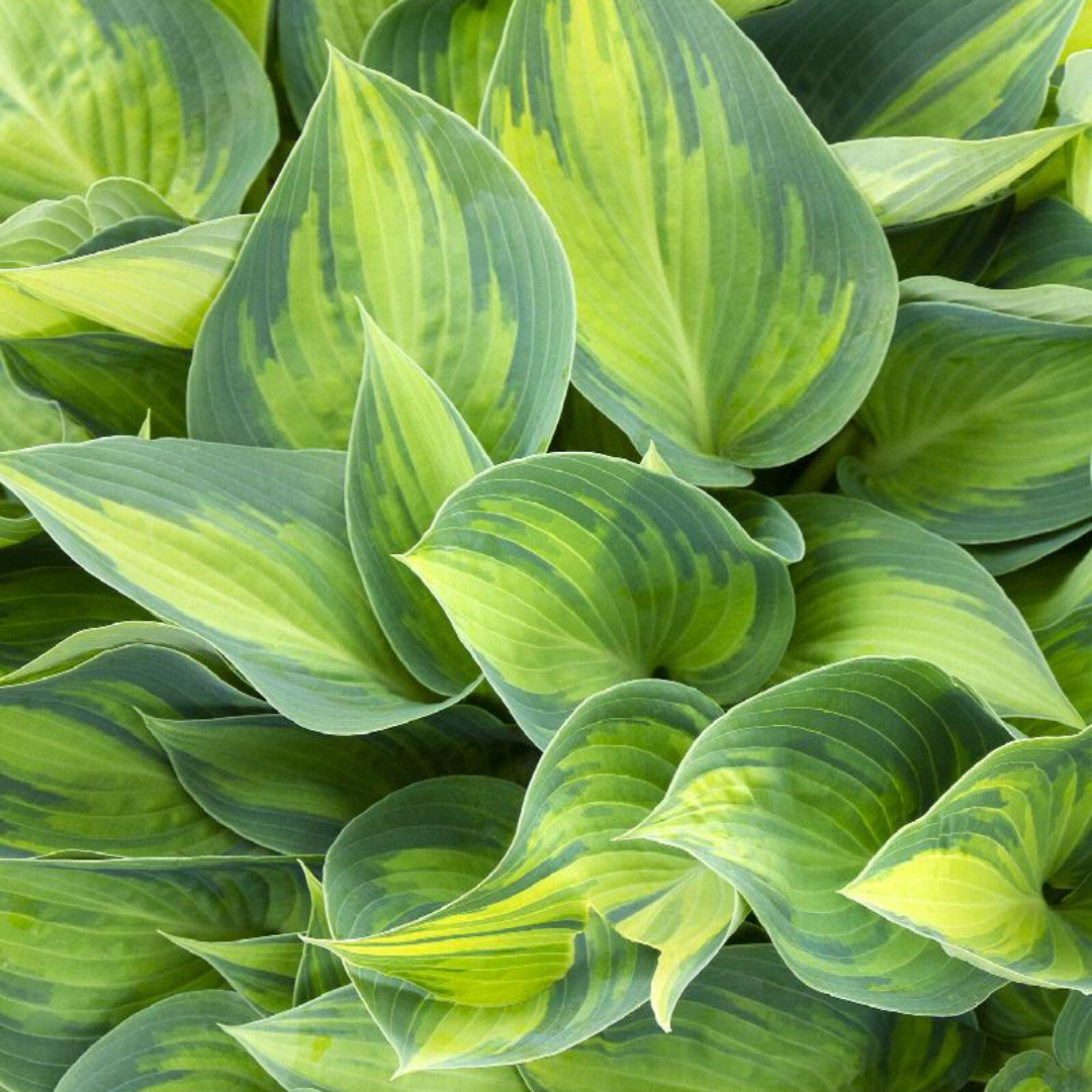 Hosta hybrid 'June'