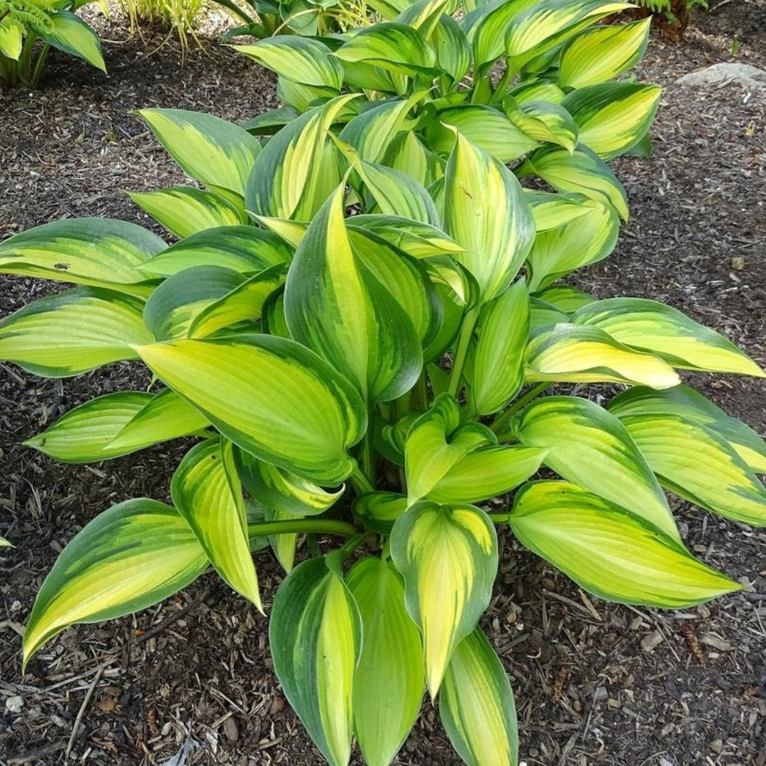 Hosta hybrid 'June Spirit'