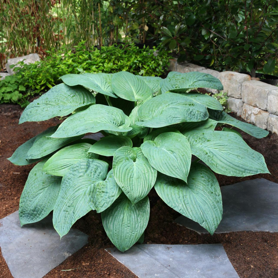 Hosta hybrid 'Jurassic Park'