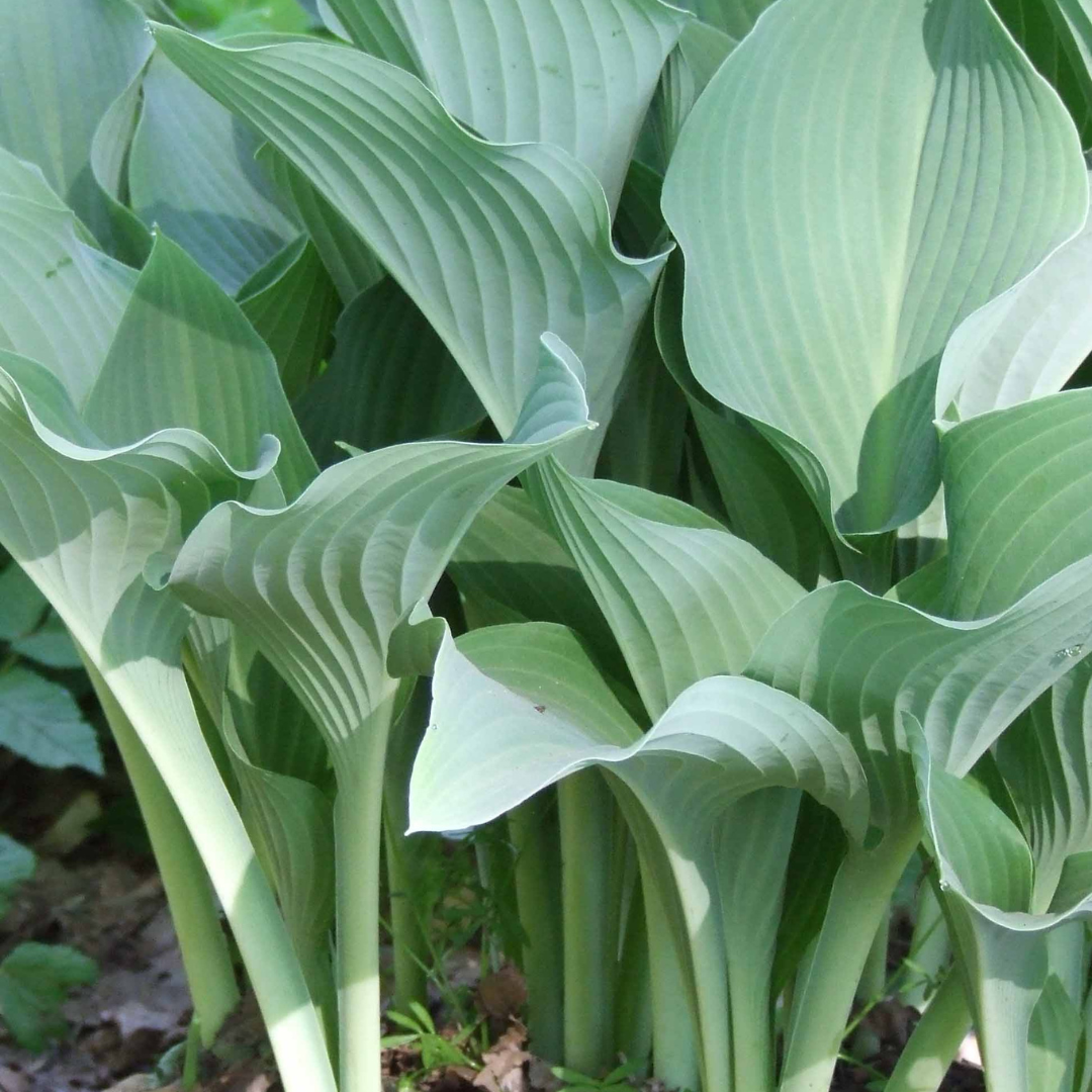 Hosta hybrid 'Krossa Regal'