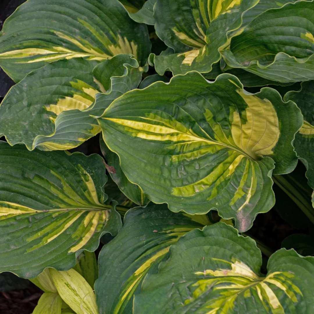 Buy Hosta 'Lakeside Paisley Print' | Unrivaled Perennials – Black Sheep ...