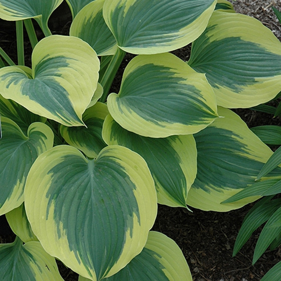 Buy Hosta 'Liberty' | Unrivaled Perennials – Black Sheep Perennials