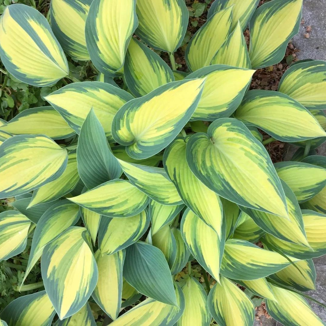 Hosta hybrid 'Magic Island'