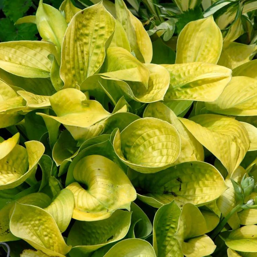 Hosta hybrid 'Maui Buttercups'