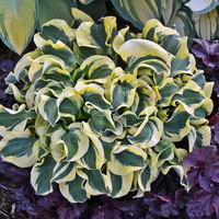 Hosta 'Mini Skirt'