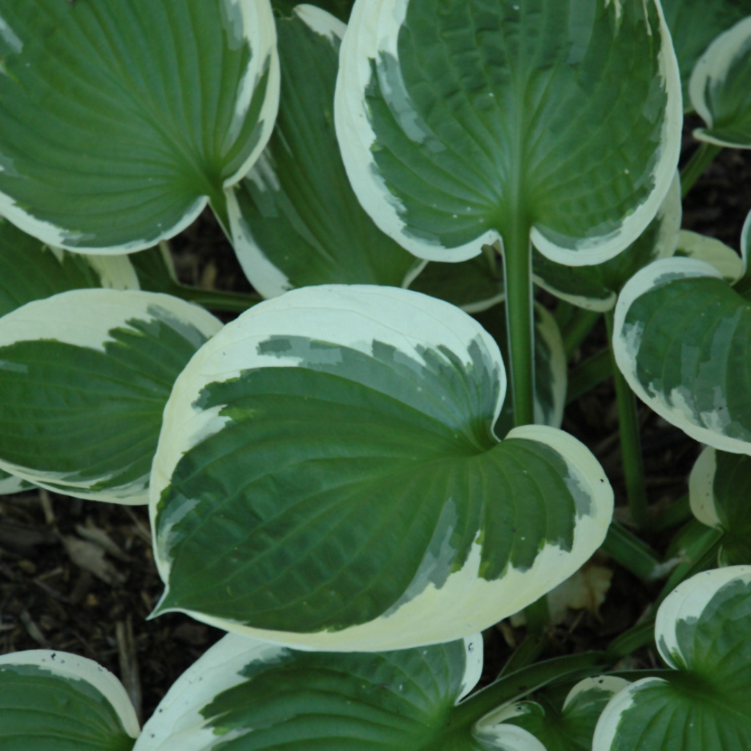 Hosta hybrid 'Minuteman'