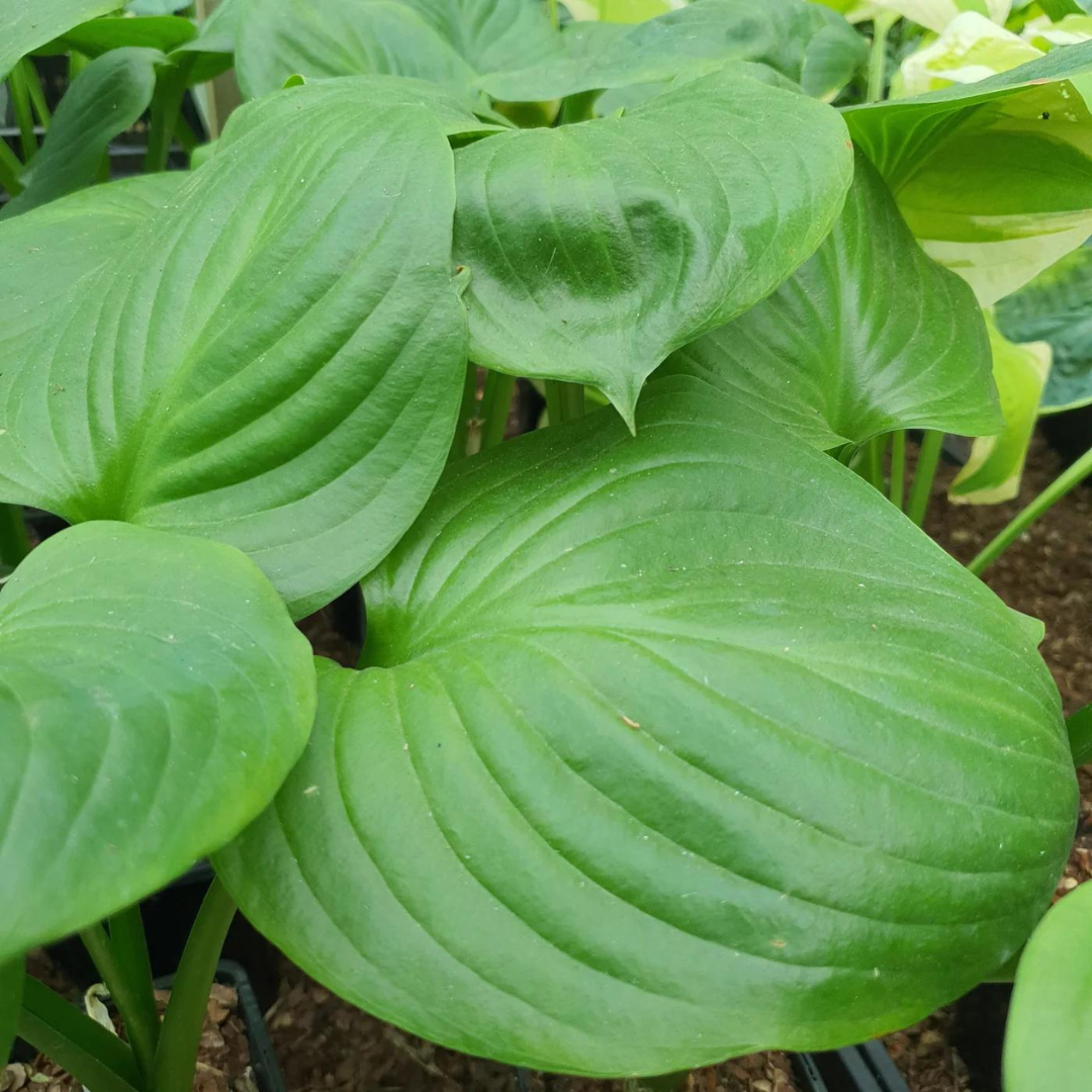 Hosta hybrid 'Mojito'