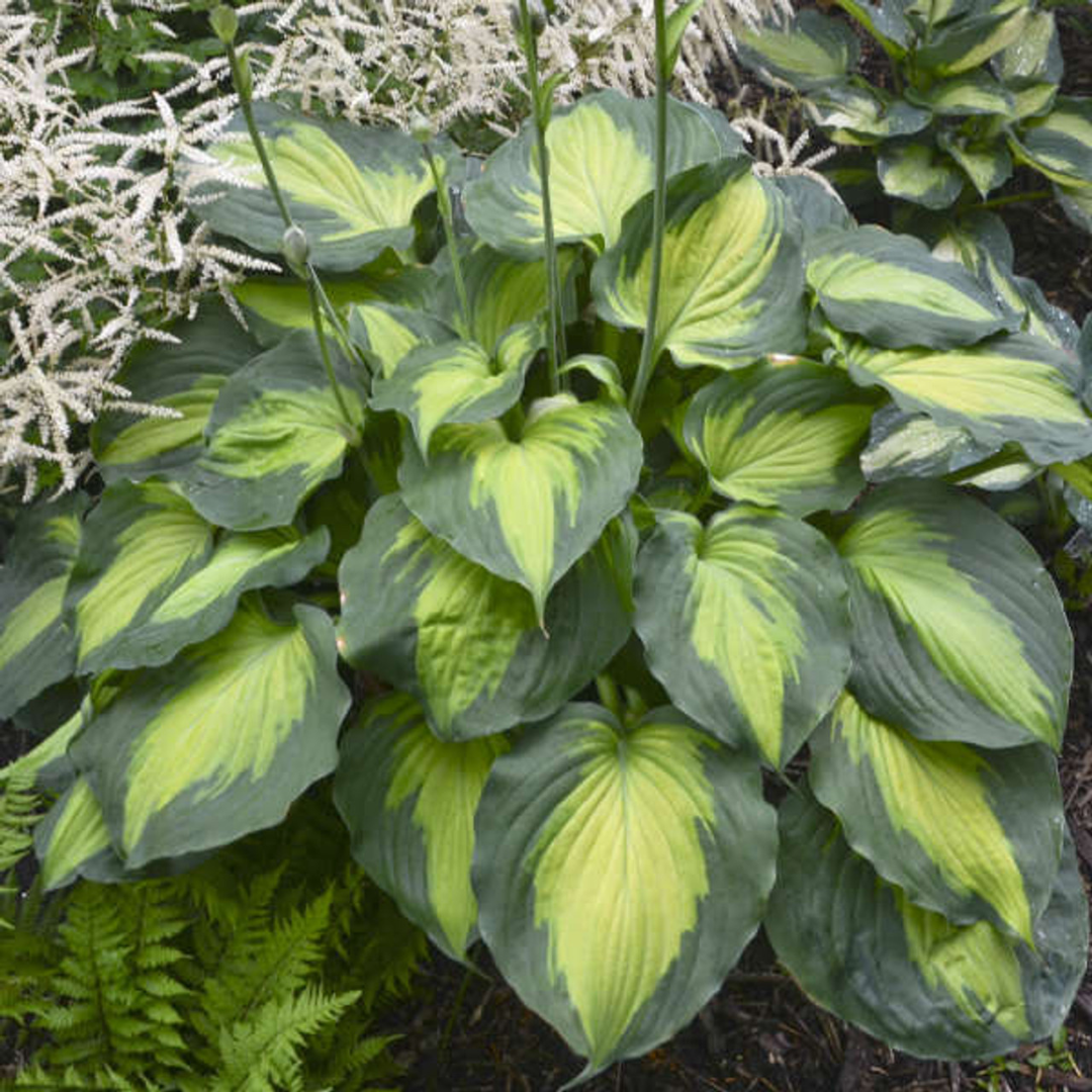 Hosta hybrid 'Old Glory'