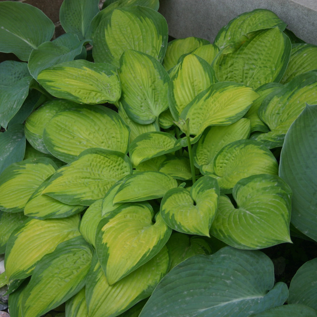 Hosta hybrid 'Paradigm'