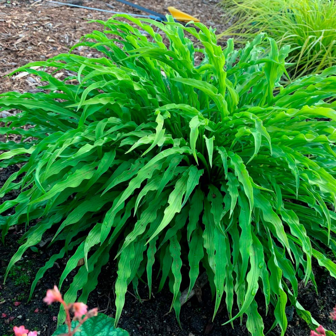 Hosta hybrid 'Party Streamers'