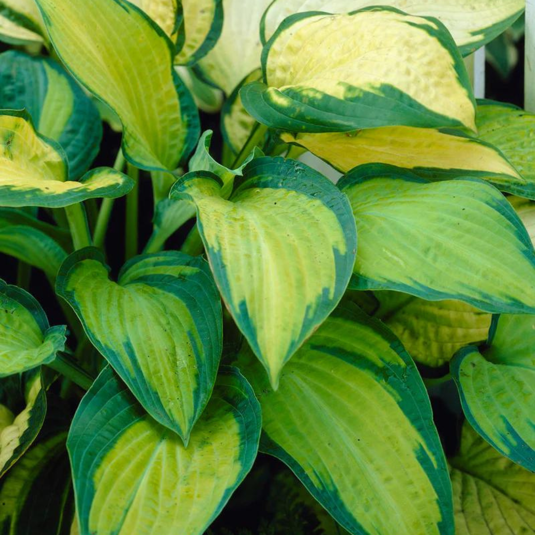 Hosta hybrid 'Paul's Glory'