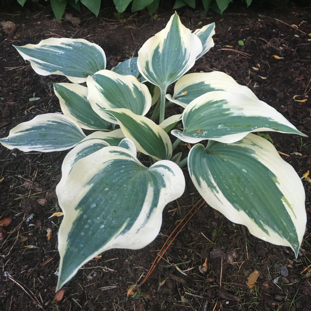 Hosta hybrid 'Pilgrim'