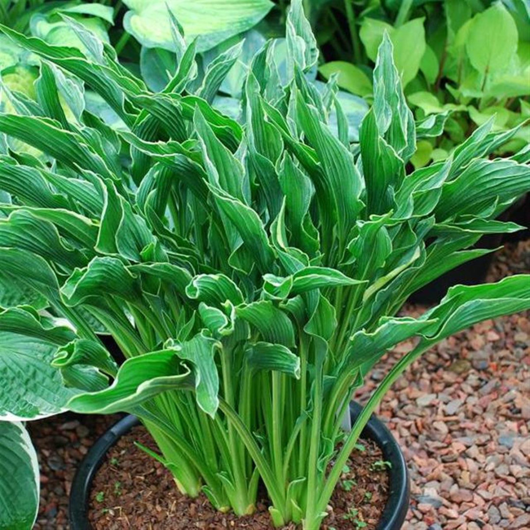 Hosta hybrid 'Praying Hands'