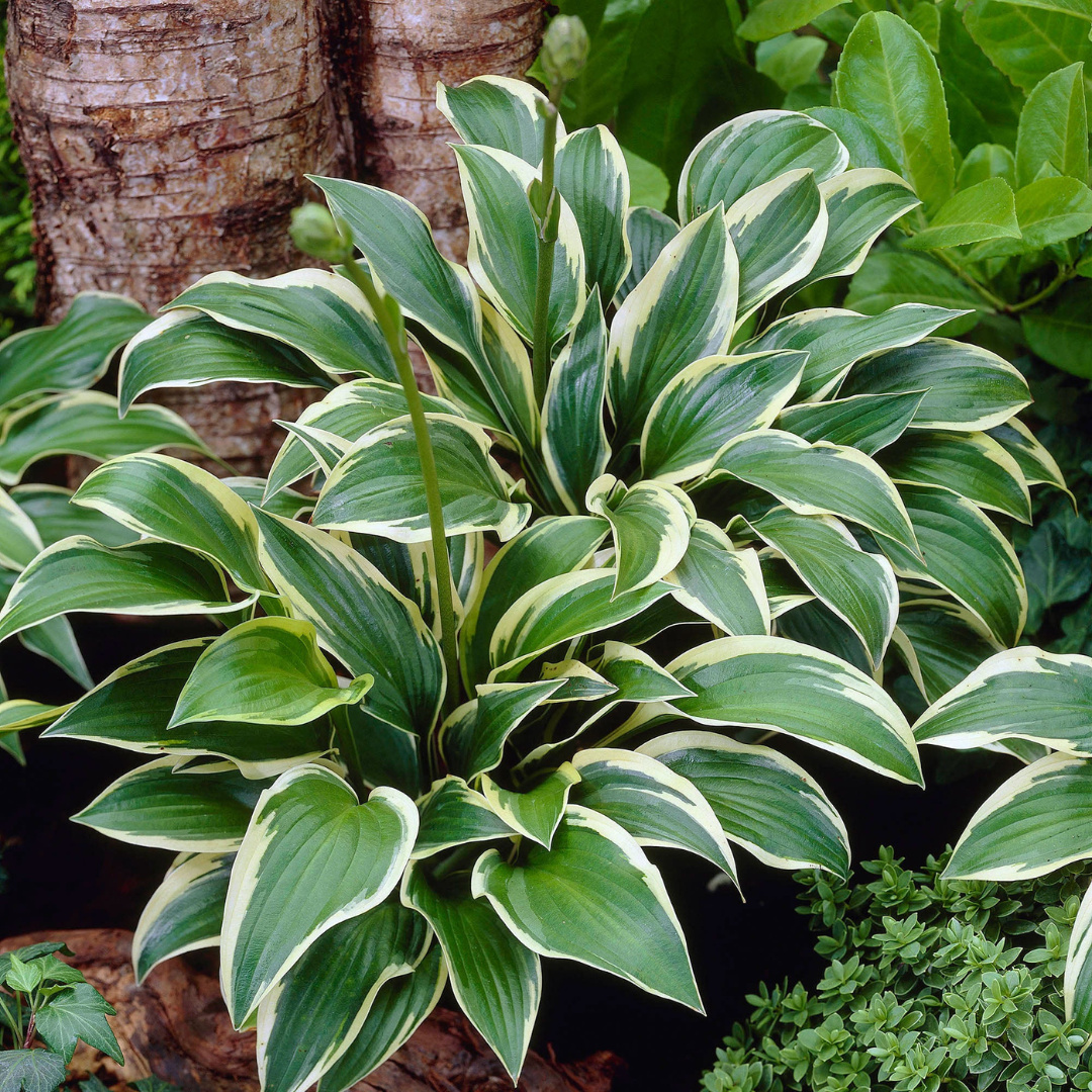 Hosta hybrid 'Queen Josephine'