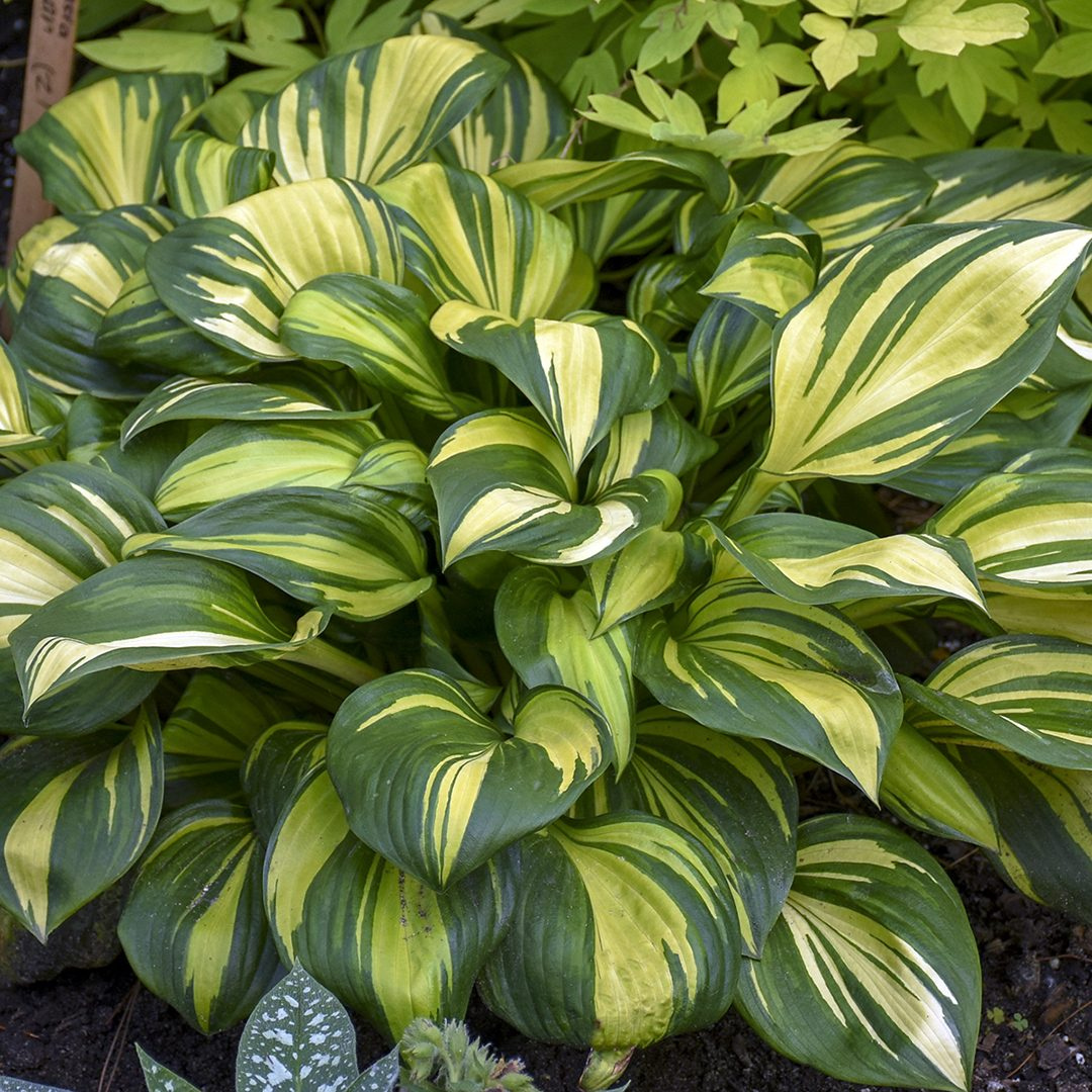 Hosta hybrid 'Rainbows End'