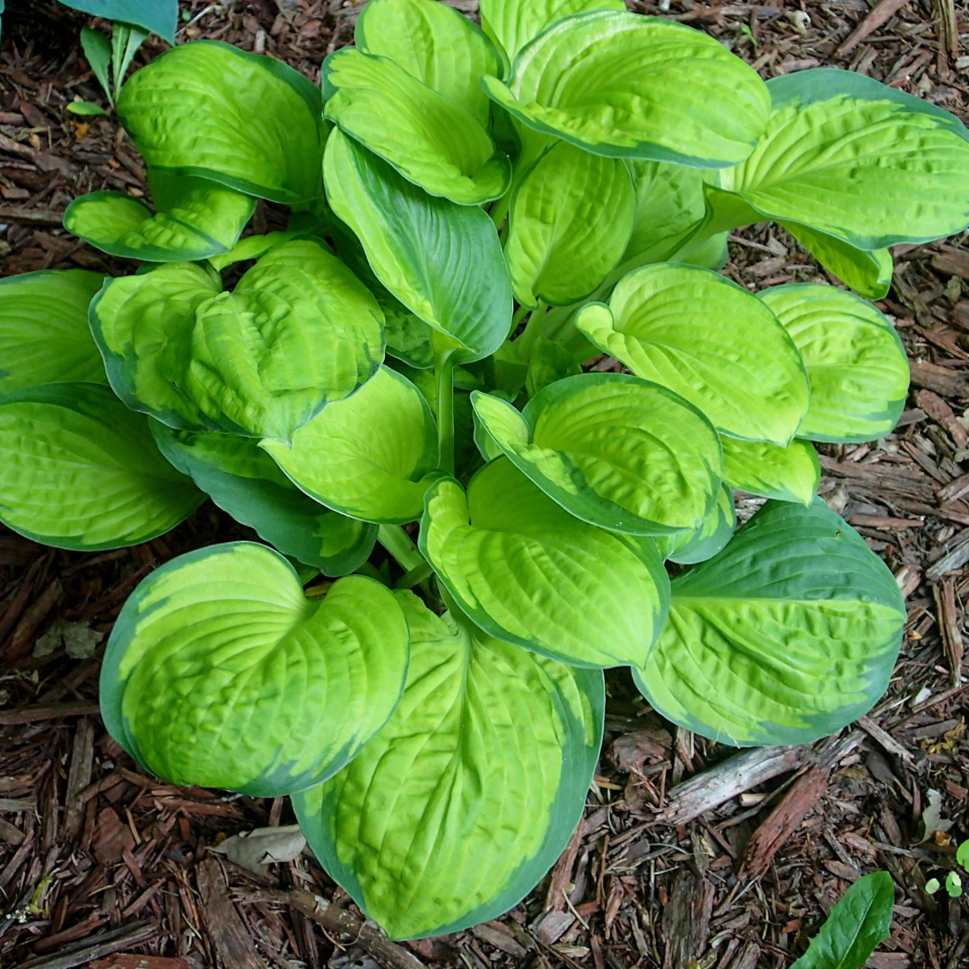 Hosta hybrid 'Rainforest Sunrise'