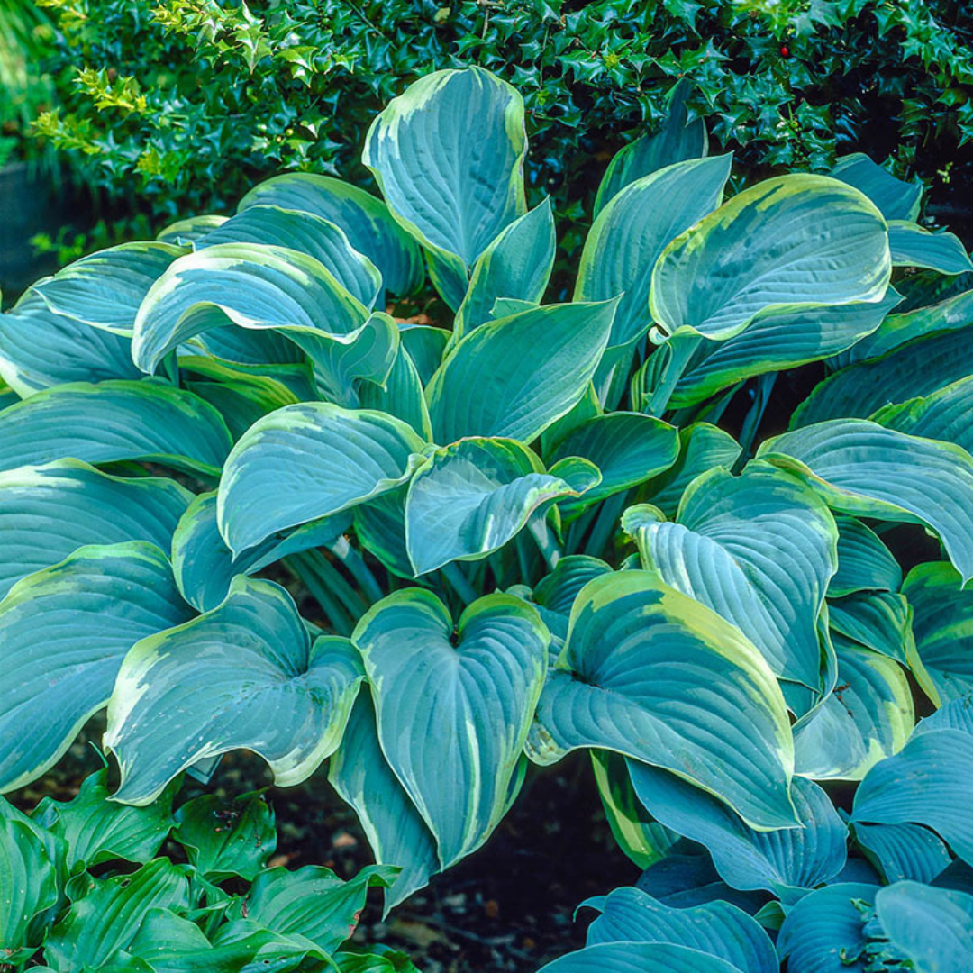 Hosta hybrid 'Regal Splendor'